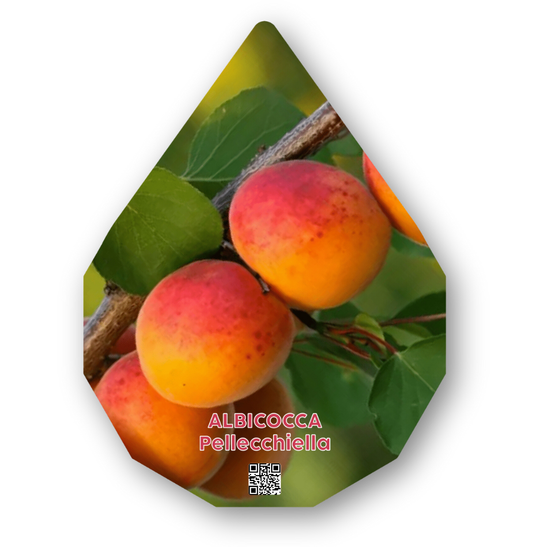 Acquista Online Pianta Di Albicocca Cafona  Prunus Armeniaca Vulgaris In Fitocella 209