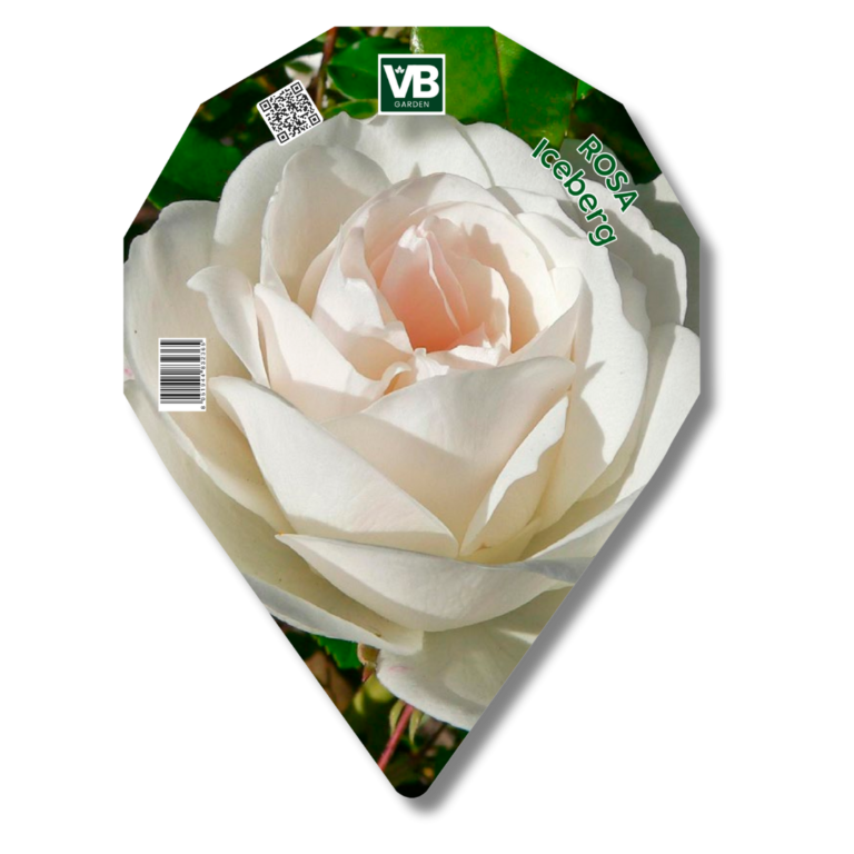 Etichetta VB Garden — Rosa ‘Iceberg’