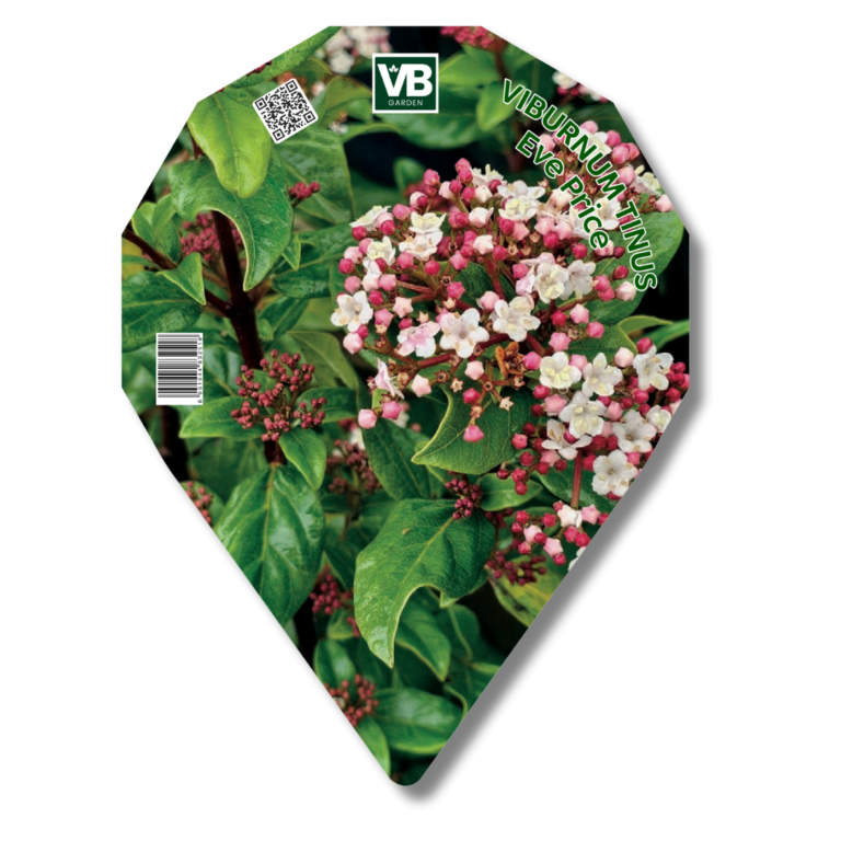 Etichetta VB Garden — Viburnum ‘Eve Price’